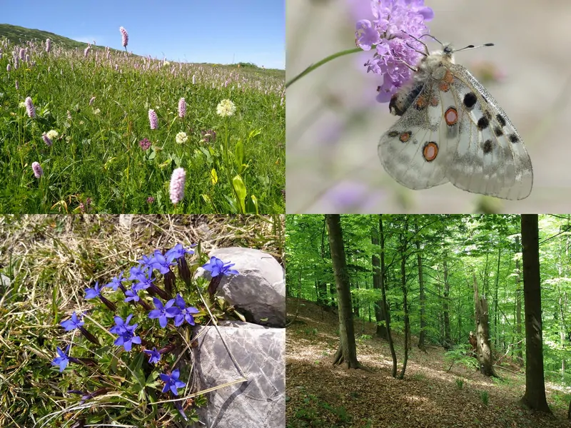 Lúčne biotopy, chránený motýľ, chránené rastliny a lesný biotop – cieľové skupiny prieskumu v ochrane prírody a krajiny