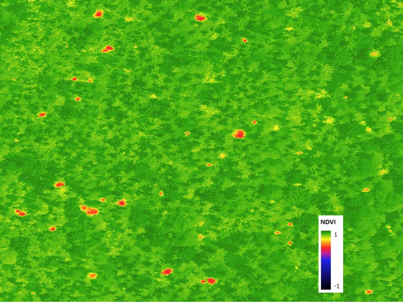 NDVI mapa lesného porastu z dronového snímkovania – zobrazenie zdravotného stavu vegetácie