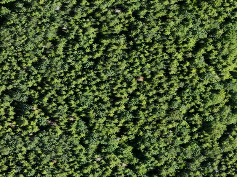 Letecký snímok lesného porastu z dronu (RGB) – detailný pohľad na zdravotný stav stromov