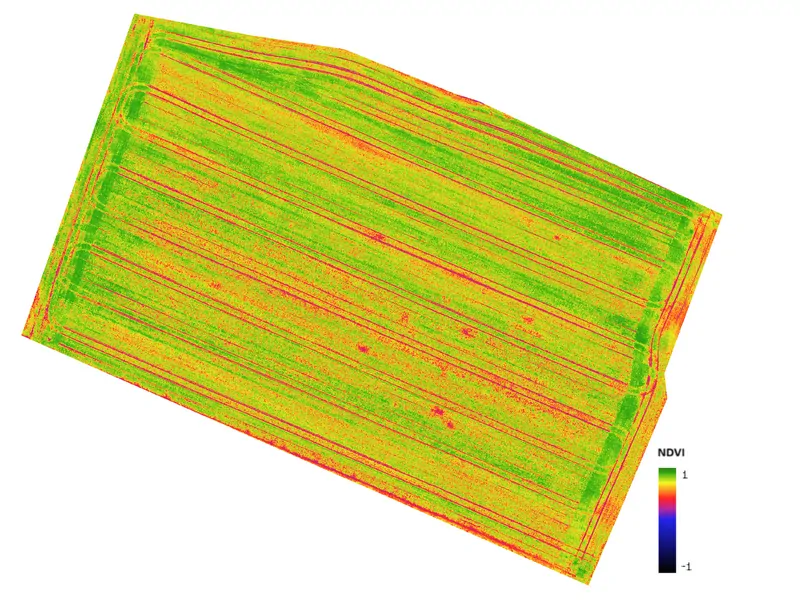 NDVI mapa poľa so vzchádzajúcim obilím z dronového snímkovania – zobrazenie vitality porastu a stresových zón